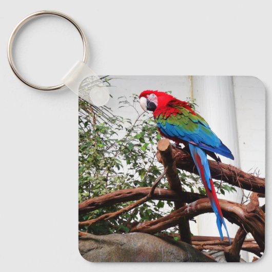 Porte-clés Macaw à ailes vertes #3 Porte - clé (Recto)