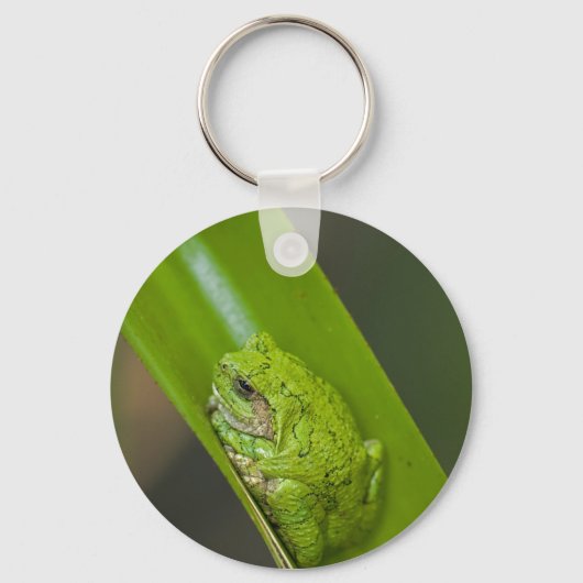 Porte-clés Macro grenouille verte (Recto)