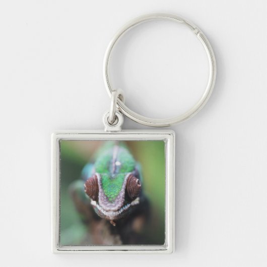 Porte-clés Madagascar, Caméléon panthère à barre rouge (Devant)