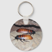 Porte-clés Madagascar Hissing Cockroach (Recto)