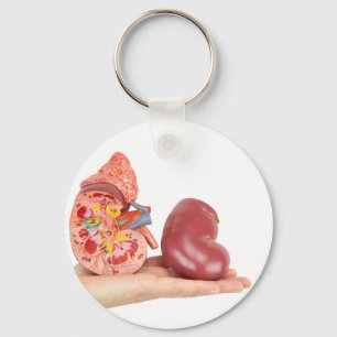 Porte-clés Main plate montrant le rein humain modèle