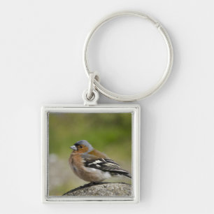 Porte-clés Male Chaffinch (WILD: Fringilla coelebs)