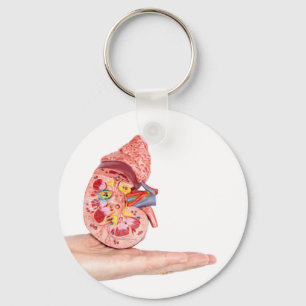 Porte-clés Mannequin avec l'intérieur du rein humain