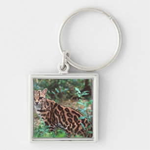 Porte-clés Margay, Leopardus wiedi, Originaire du Mexique jus