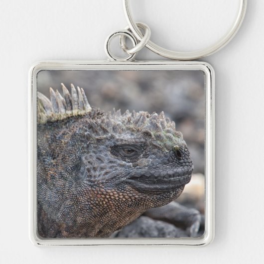 Porte-clés Marine Iguana (Devant)