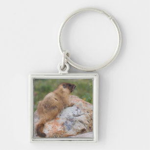 Porte-clés Marmotte à ventre jaune, Marmota flaviventris,