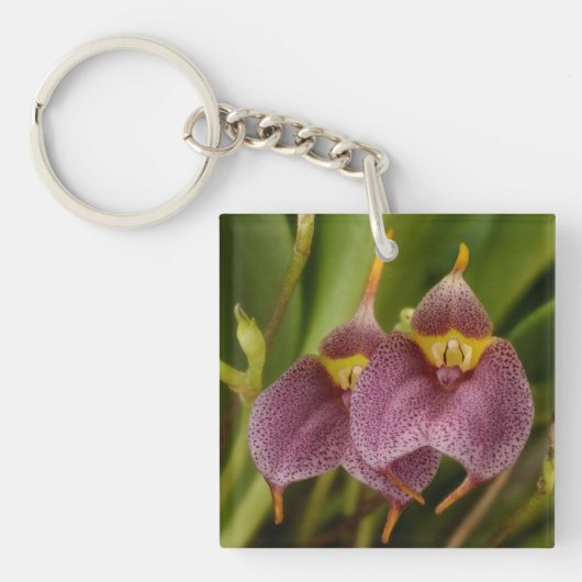 Porte-clés Masdevallia (Devant)