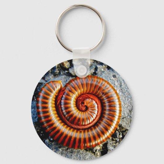 Porte-clés Millipede Trigoniulus Corallinus Arthropode Curé (Recto)