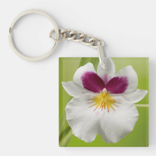 Porte-clés Miltoniopsis Roezlii (Orchidées de Pansy)