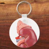 Porte-clés Modèle de rein humain en dehors (Recto)