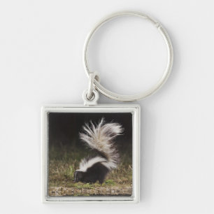 Porte-clés Mouffette rayée, Mephitis mephitis