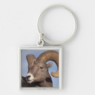 Porte-clés mouflon canadien, mouflon d'Amérique, Ovis canaden