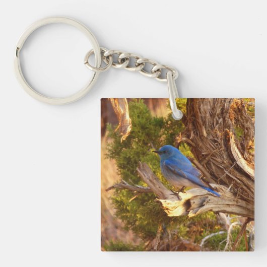 Porte-clés Mountain Bluebird at Arches National Park (Devant)