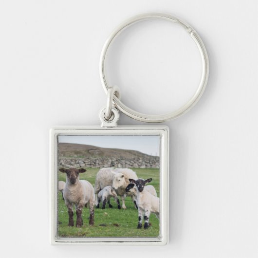 Porte-clés Mouton des Shetland (Devant)