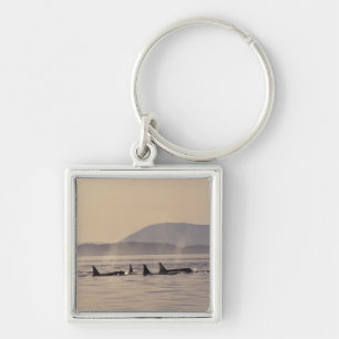 Porte-clés N.A., États-Unis, Washington, Îles San Juan Orque