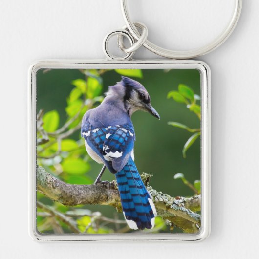 Porte-clés Nature Photographie Shy Blue Jay Vêtements Cadeaux (Devant)