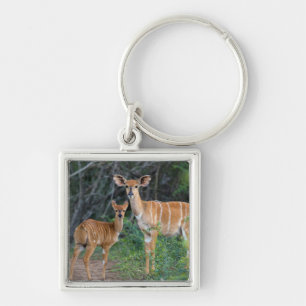 Porte-clés Nyala (Tragelaphus Angazii) avec jeune, Ndumo
