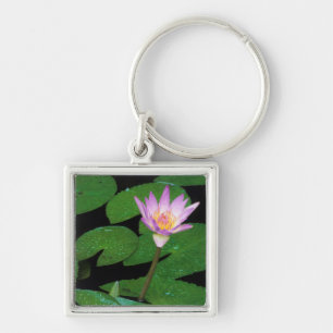 Porte-clés Nymphéa du Cap (Nymphaea Capensis)