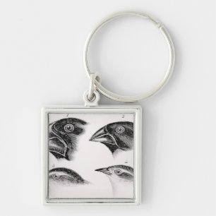 Porte-clés Observations de l'oiseau de Darwin