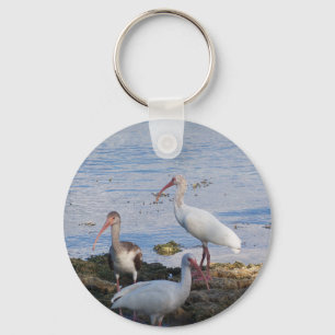 Porte-clés Oiseaux Ibis sur la rive de la baie de Floride