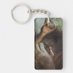 Porte-clés Orang-outan de Sumatra, Pongo pygmaeus