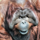 PORTE-CLÉS ORANGUTANS