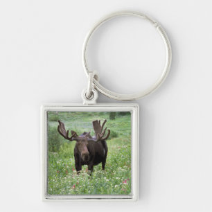 Porte-clés Orignal mâle (Alces alces) dans les fleurs sauvage