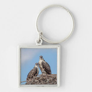 Porte-clés Osprey juvénile dans le nid