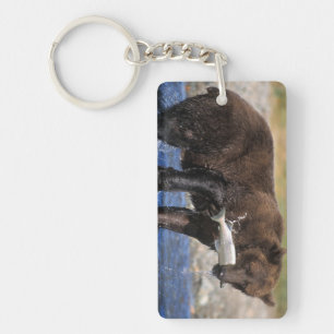 Porte-clés Ours brun, grizzly, avec prise de saumon,