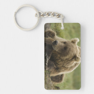 Porte-clés Ours brun, ou Ours grizzly côtier, Ursus