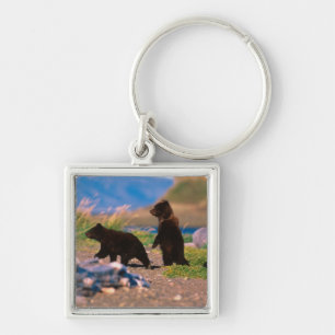 Porte-clés Ours brun, Ursus arctos, péninsule d'Alaska,