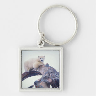 Porte-clés Ours polaire sur le dessus d'un os de mâchoire de