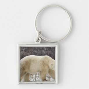 Porte-clés Ours polaire Ursus maritimus) à Churchill