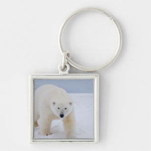 Porte-clés ours polaire, Ursus maritimus, sur glace et neige,