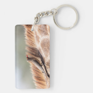Porte-clés Oxpecker sur une girafe