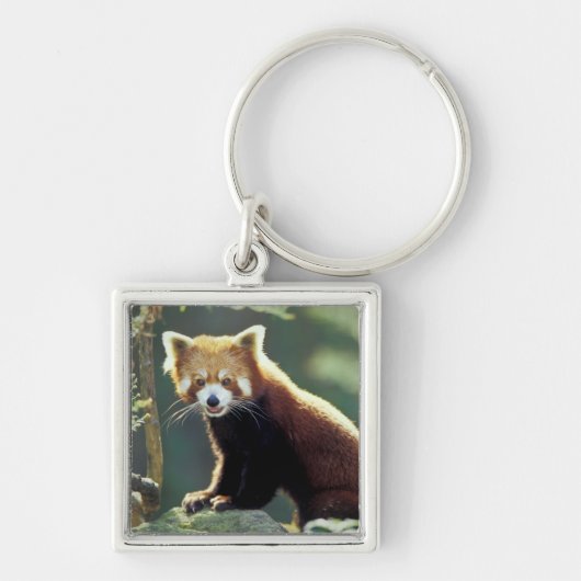 Porte-clés Panda roux Ailurus fulgens) (Devant)