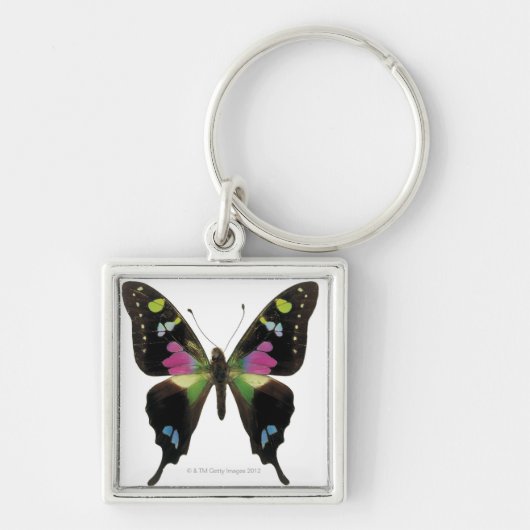 Porte-clés Papillon de Graphium (Devant)