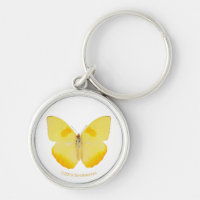 Papillon jaune de basse commune