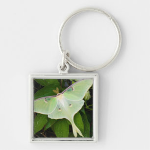 Porte-clés Papillon luna sur clématite de Carnaby
