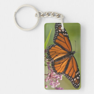 Porte-clés Papillon monarque mâle sur Asclépiade incarnate