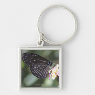 Porte-clés Papillon noir et bleu sur la fleur