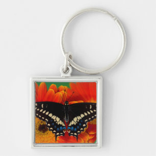 Porte-clés Papillon Papilio polyxenes sur une marguerite de G
