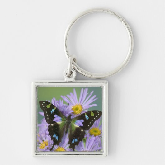 Porte-clés Papillon sur Violet (Devant)