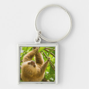 Porte-clés Paresse à l'envers des images de Getty