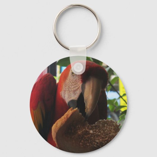 Porte-clés Parrot Macaw Scarlet Manger Toast (Recto)