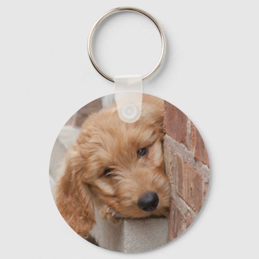 Porte-clés Peecing de Goldendoodle (Recto)