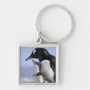 Porte-clés Péninsule Antarctique, Neko Harbour, Gentoo