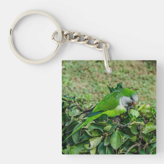 Porte-clés Perroquet vert (Devant)