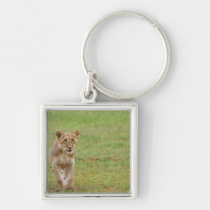 Porte-clés petit animal de lion, Panthera Lion, Kgalagadi