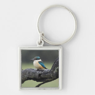 Porte-clés Petit oiseau de Kookaburra